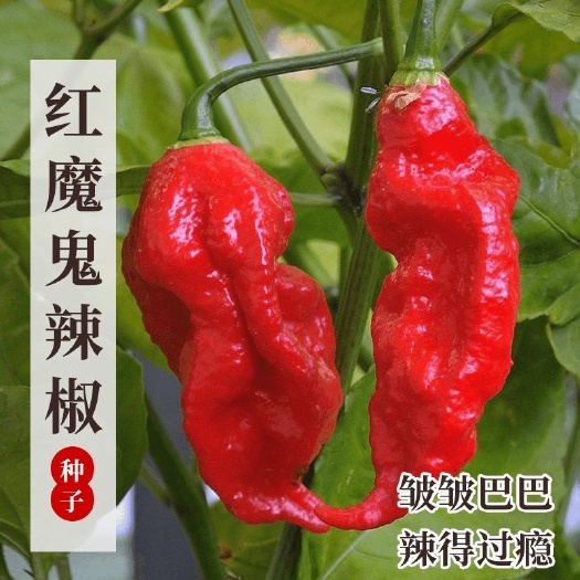 衡阳特辣魔鬼辣椒种子