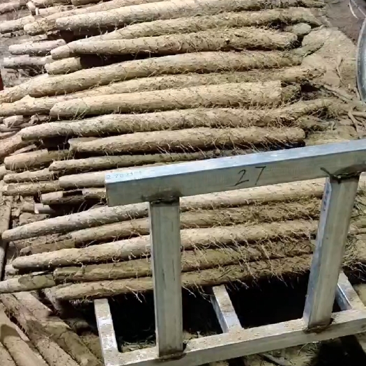 大名县白玉山药