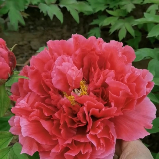 菏泽牡丹花苗