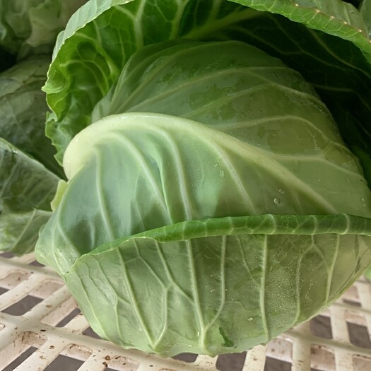 兰州包菜，小圆包菜
