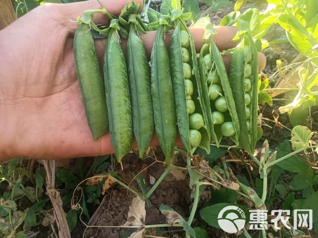 300亩豌豆荚 豌豆，长寿仁豌豆。