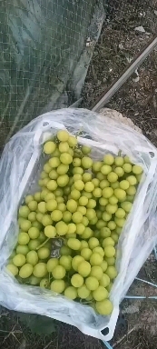 北镇市阳光玫瑰葡萄