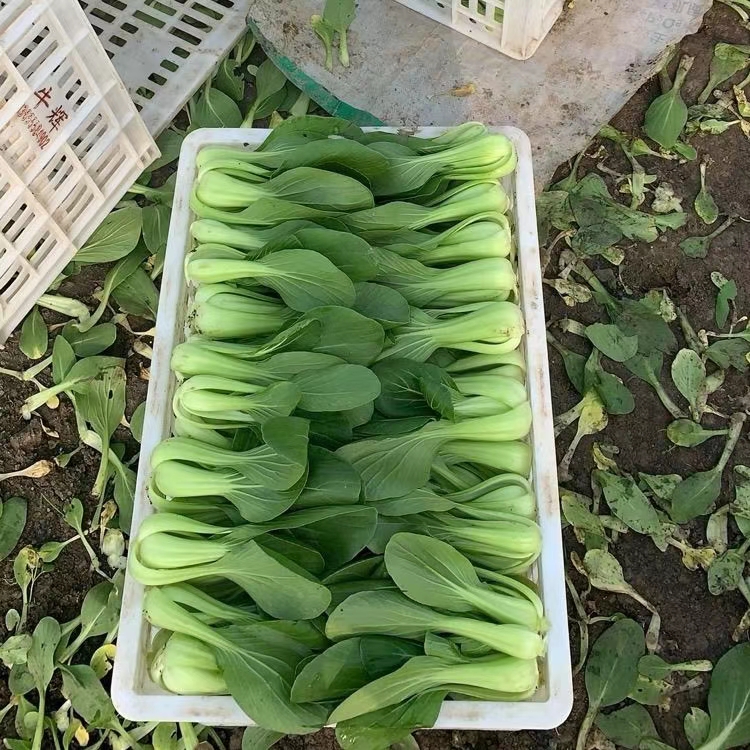 精品油菜  上海青  小青菜产地直销货源充足