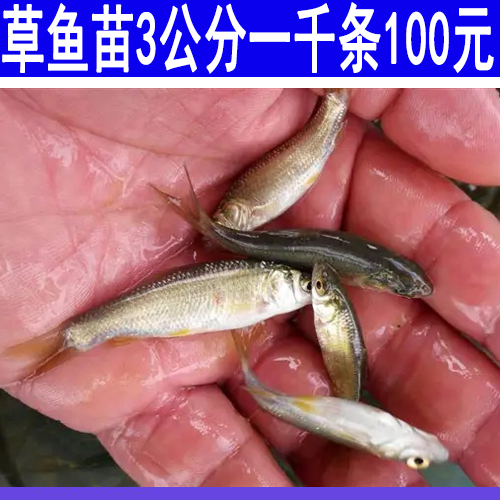 草鱼苗 支持送货上门，货到付款量大从优，纯正草鱼苗