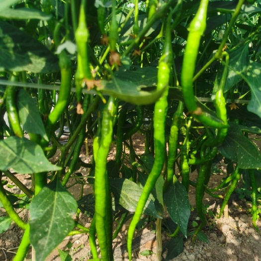 夏邑县夏邑大棚精品线椒 301大椒