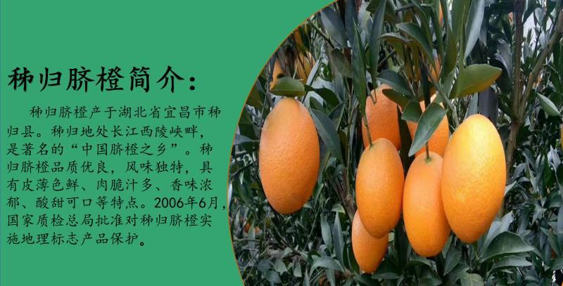 秭归县纽荷尔脐橙