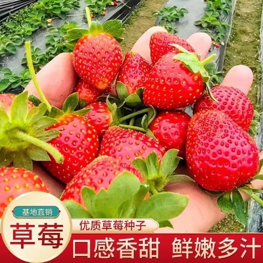 奶油草莓种子四季草莓种子水果种子