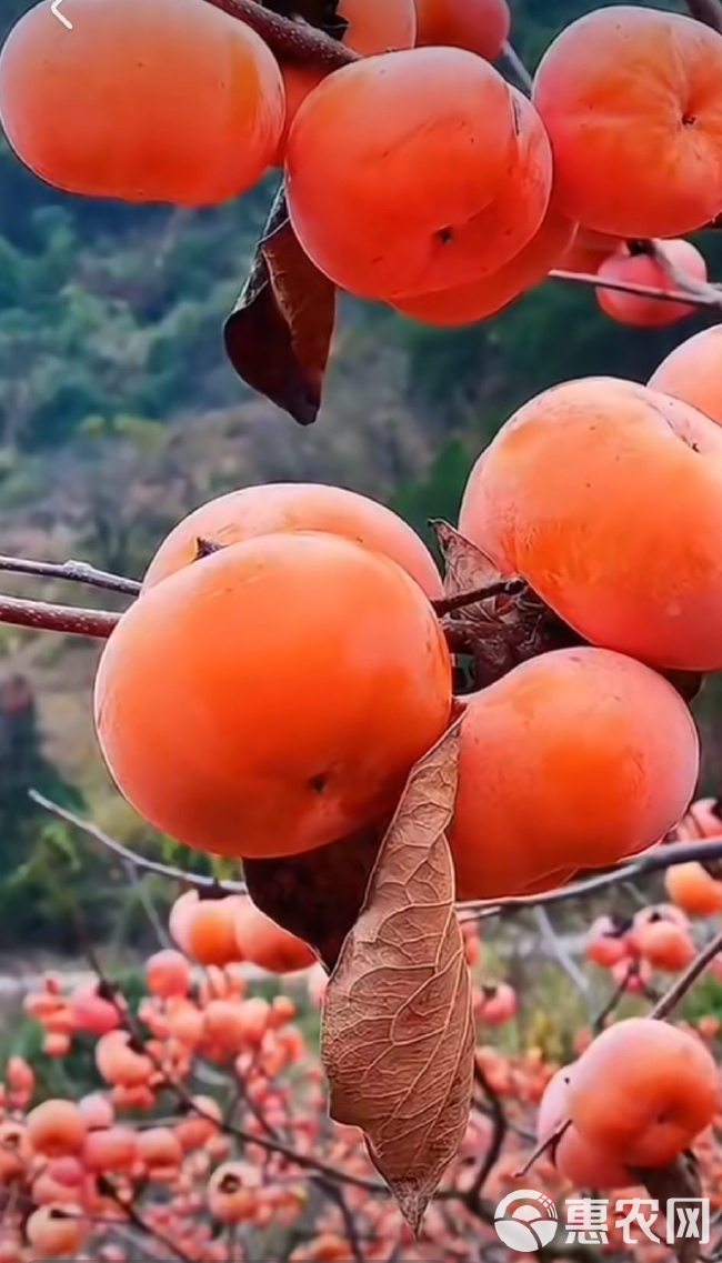 脆柿苗  巧克力柿嫁接苗磨盘甜柿子树苗皮薄肉厚香甜可口现买现