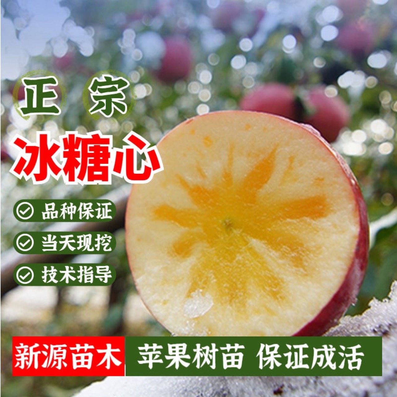 蒙阴县冰糖心苹果苗嫁接苗南北方可种植包成活包结果支持技术指导