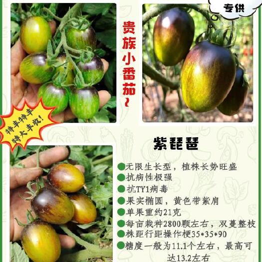 紫琵琶，品种新奇，苗厂直发，可以试种。