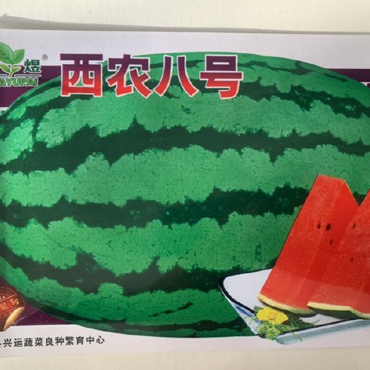 长沙巨型西瓜种子高产超甜早熟西瓜种子四季播种特大无籽水果西瓜籽