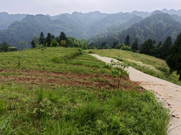 长沙优质茶叶基地