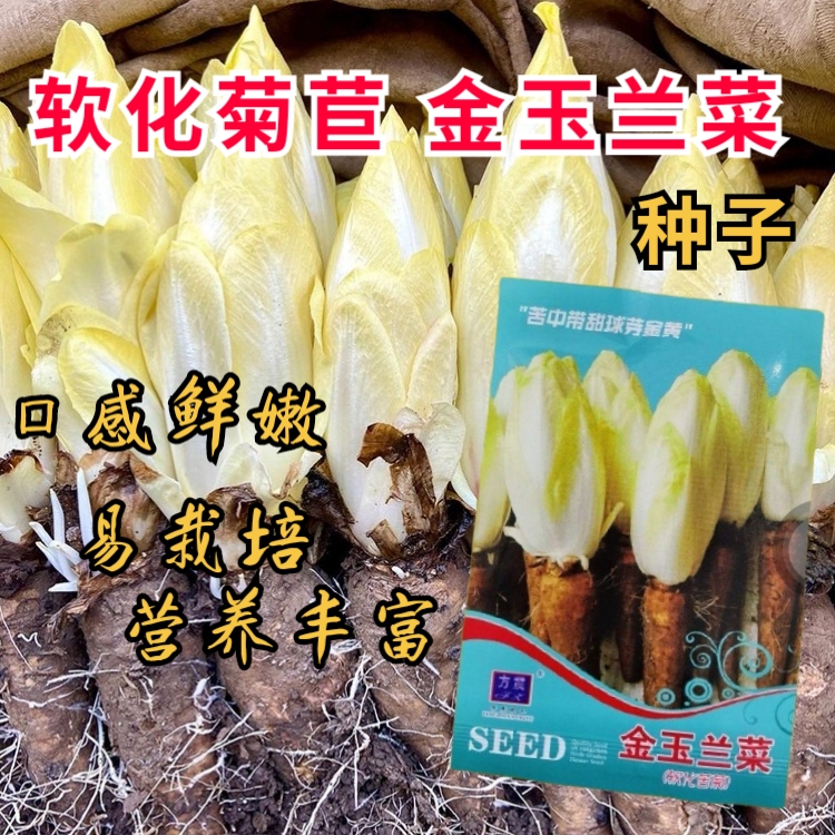 西安金玉兰菜籽白玉兰种子软化菊苣种子籽四季阳台蔬菜黄芽菜种孑食用