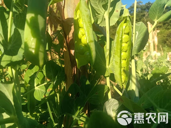 300亩豌豆荚 豌豆，长寿仁豌豆。