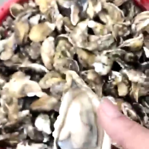 饶平县广东生蚝
