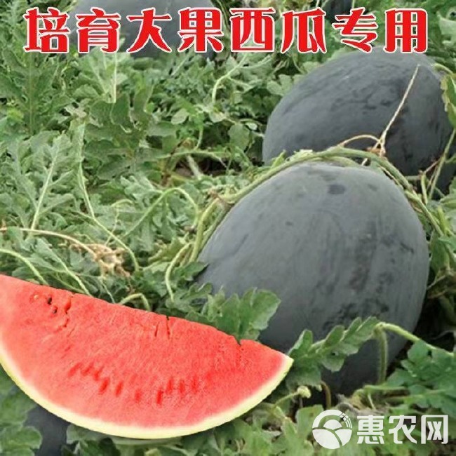 超甜无籽西瓜种子黑皮高产薄皮红心特大西瓜种籽蔬菜水果种孑四季