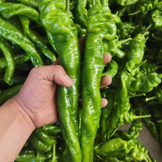 青州市青州螺丝椒龍椒大量上市 质量保证 产地直发