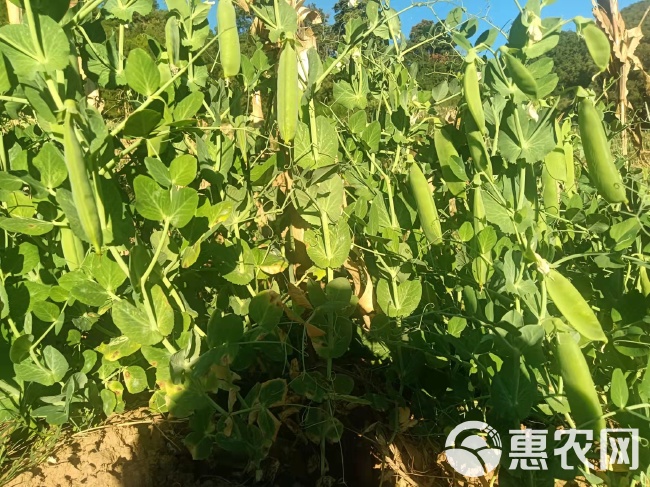 300亩豌豆荚 豌豆，长寿仁豌豆。