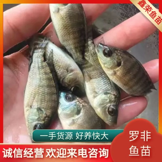 南宁快大罗非鱼苗 新吉富罗非鱼苗 单性罗非鱼苗批发