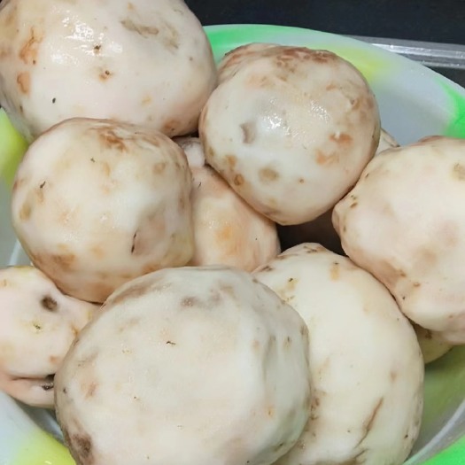 富源县云南魔芋应季魔芋魔芋豆腐原料新鲜现挖大魔芋富源现挖魔芋