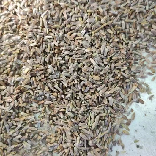 平泉市纯野生移栽第一代苍术种子