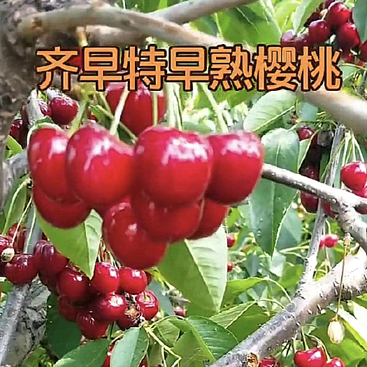 泰安奇早樱桃苗品种 早熟大果浓甜新品种
