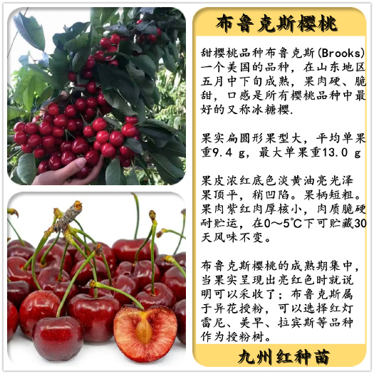 泰安布鲁克斯矮化樱桃苗（冰糖樱）
