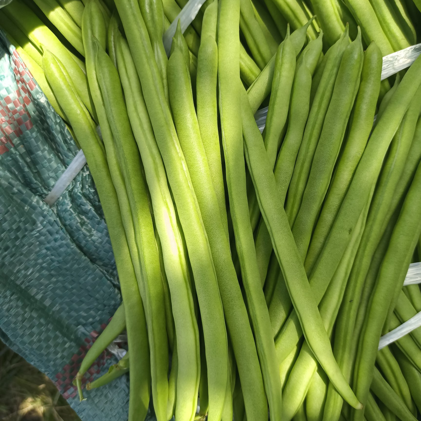 四季豆云南高山四季豆小金豆大量有货基地直供一件代发欢迎合作