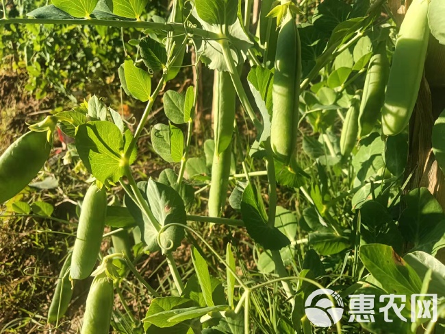 300亩豌豆荚 豌豆，长寿仁豌豆。