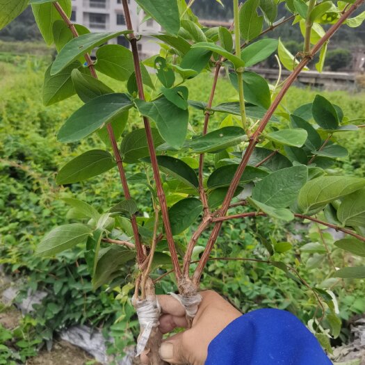 湘蕾五号嫁接苗基地直发
