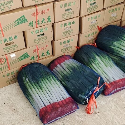 漳浦县福建漳州大葱大量上市，欢迎广大老板前来采购！！！