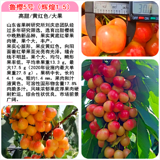 泰安甜樱桃辉煌1-5（鲁樱5号）矮化樱桃苗全新黄红优系樱桃新品种