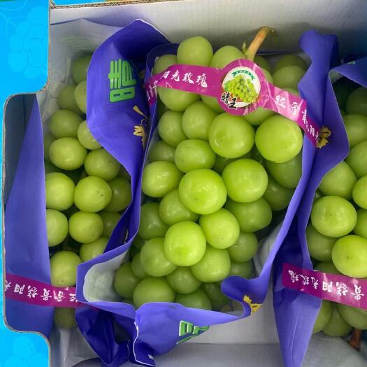 昌黎县阳光玫瑰 高产量 抗病性强