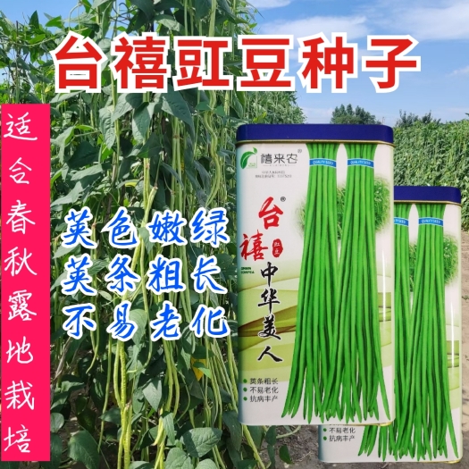 台禧中华美人翠绿豇豆种子长豆角种子