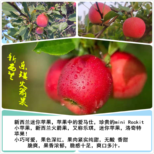 泰安新西兰乐琪火箭果树苗高端采摘园及电商理想品种