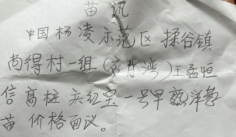 咸阳洋葱种子-高桩庆红宝一号