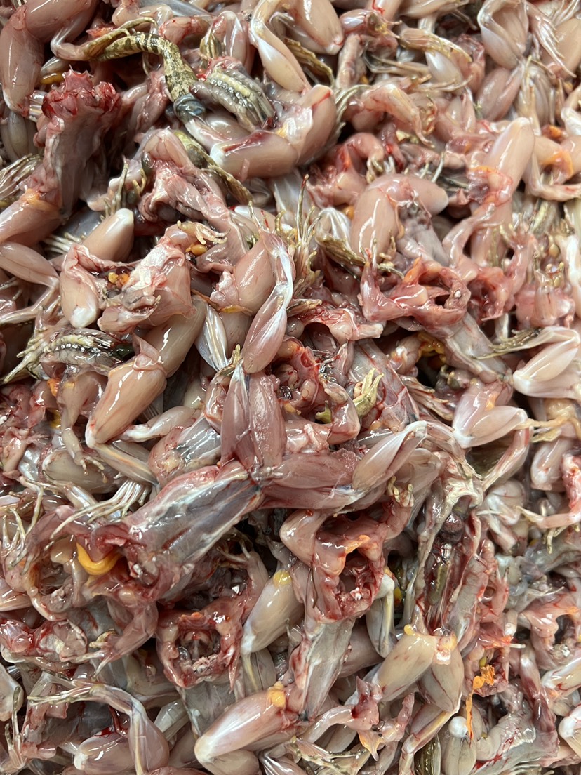潜江市青蛙肉，白条，肉质细腻 营养丰富
