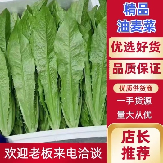 曹县大棚精品油麦菜 产地直发 货源充足