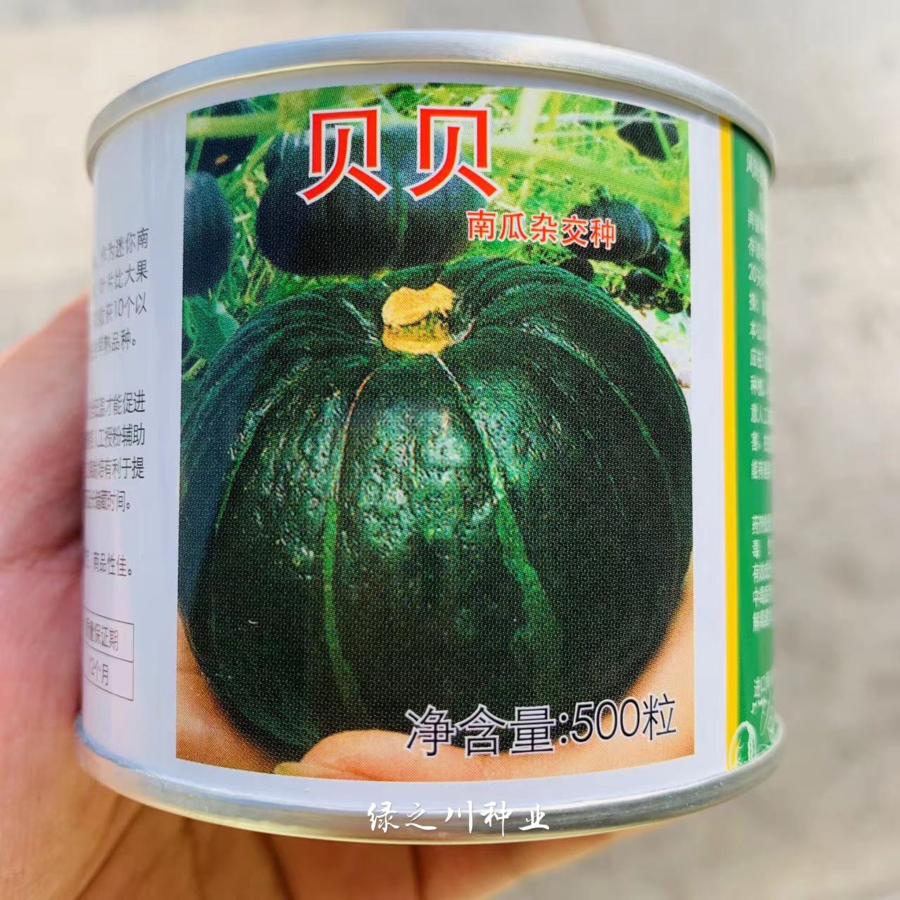 沭阳县上海惠和贝贝南瓜种子高品质迷你南瓜种子强粉质南瓜品种早熟