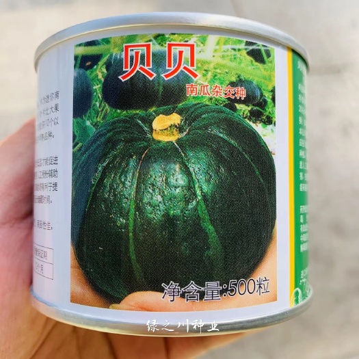 上海惠和贝贝南瓜种子高品质迷你南瓜种子强粉质南瓜品种早熟