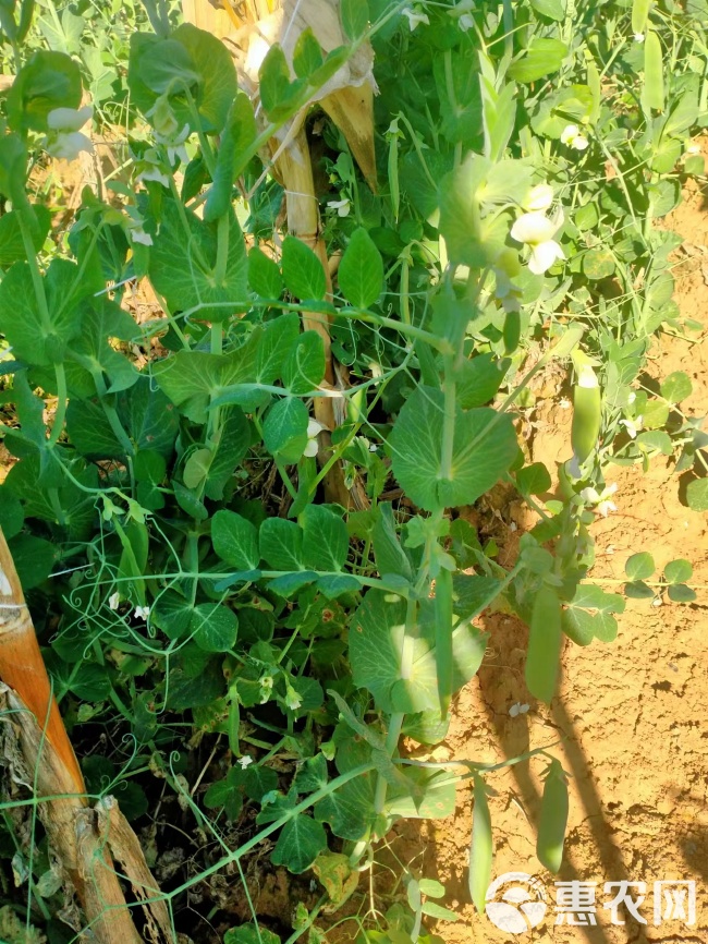 300亩豌豆荚 豌豆，长寿仁豌豆。