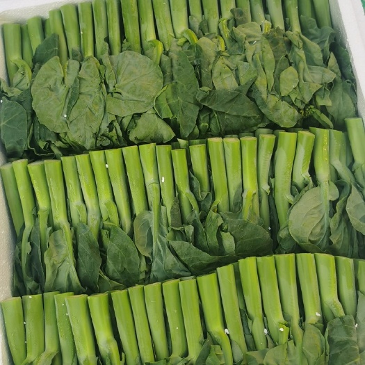 东莞市常年供应宁夏云南河南新鲜尖叶菜心、菜毛，白菜苔，芥兰等