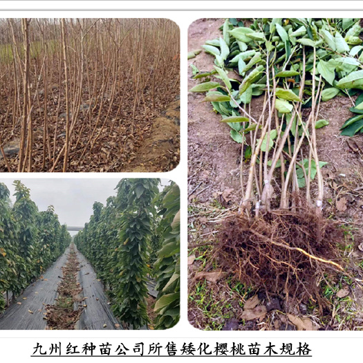 泰安矮化俄罗斯8号樱桃苗