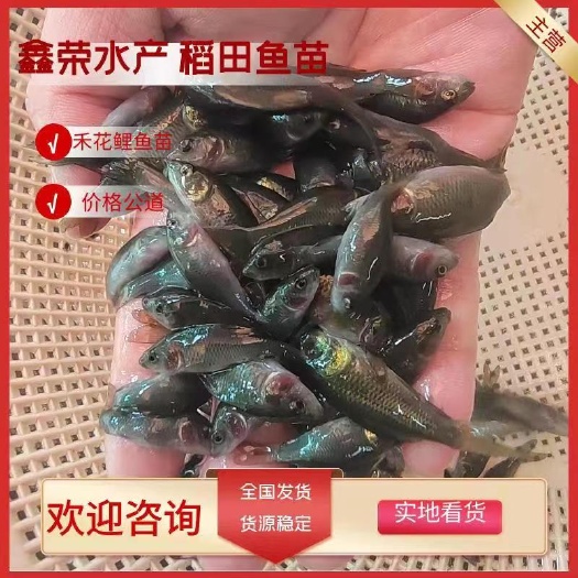 南宁禾花鲤鱼苗荷花鲤鱼苗稻田鱼苗淡水养殖品种优良