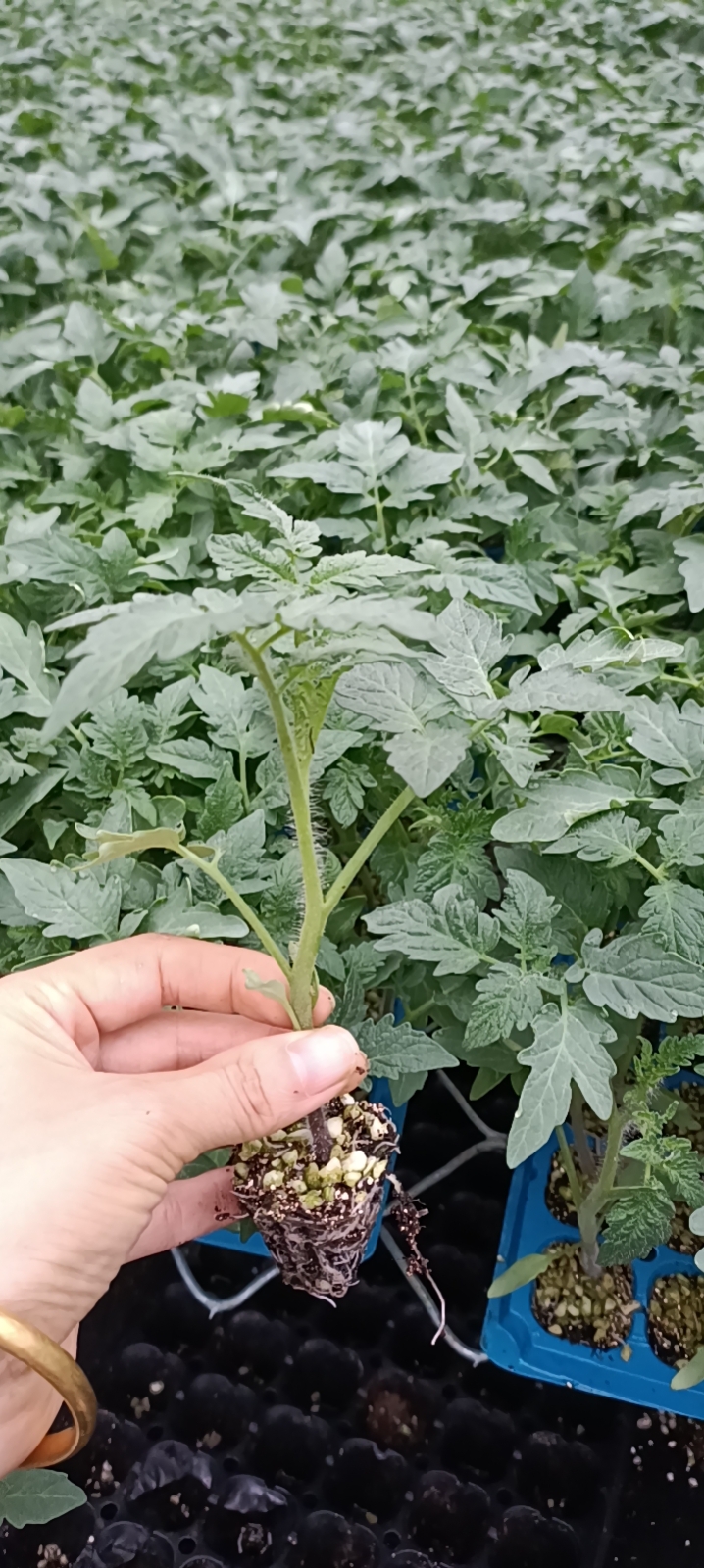 抗寒，抗病大红西红柿苗，大粉西红柿苗