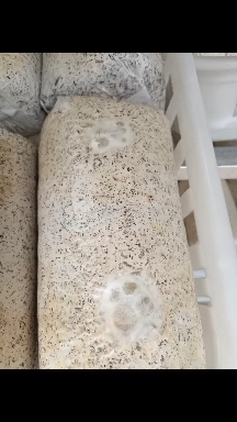 太康县金耳菌包，源头食用菌工厂
