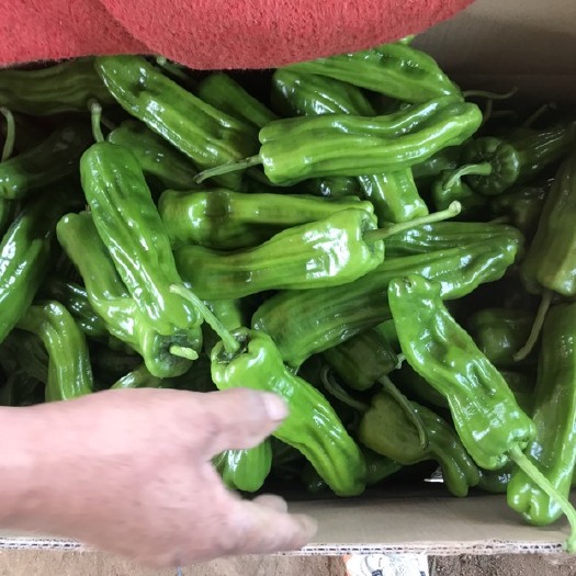 湛江薄皮泡椒 芜湖椒 诚信代发 诚信合作全国代发 一手货源。