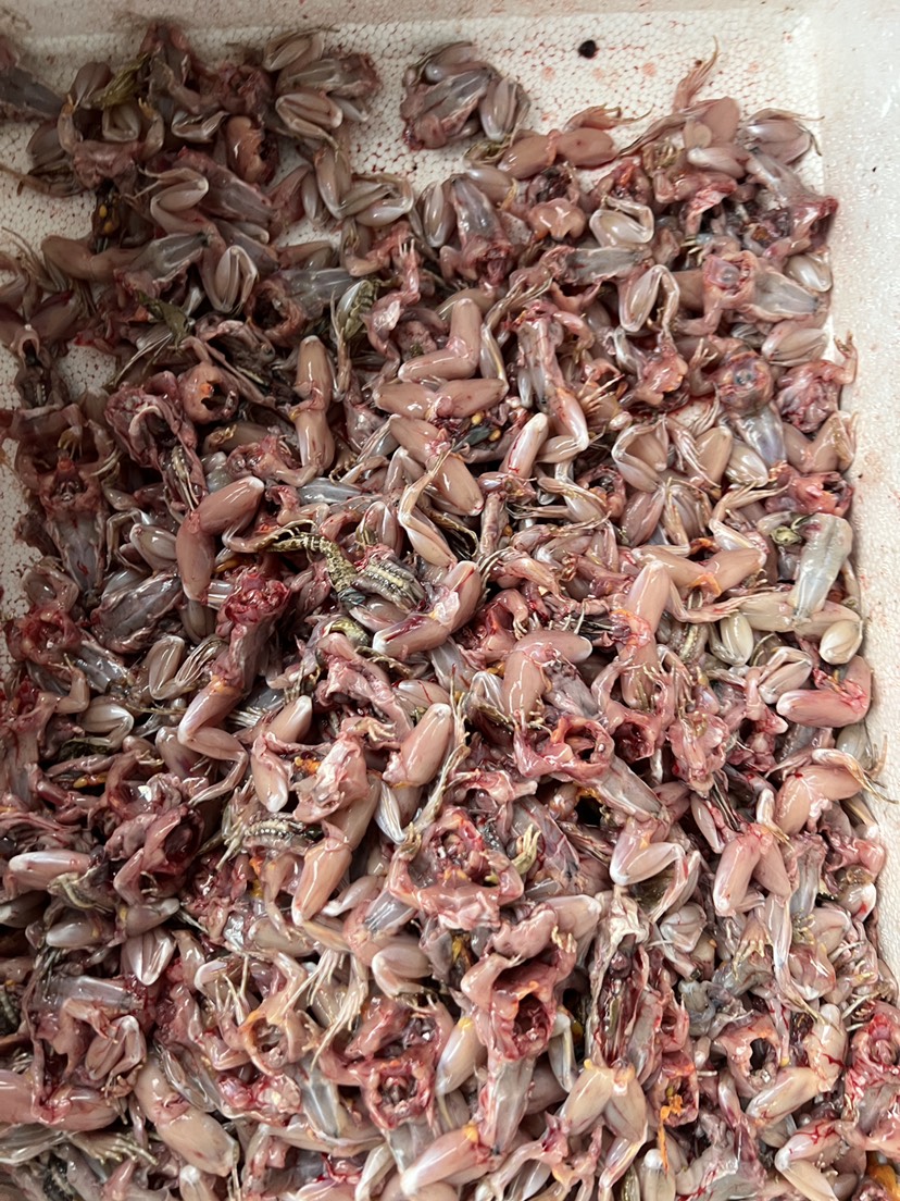潜江市精品青蛙肉，肉质鲜嫩可口，一件代发