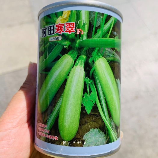 耐寒高产油绿嫩绿有光泽西葫芦种子 时田寒翠耐寒西葫小瓜种子