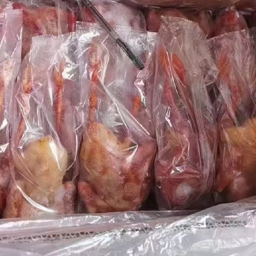 博兴县鸽子5-6两